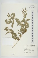 臺灣馬桑藏品圖，第1張