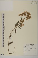 登錄號:S000993藏品圖，第1張