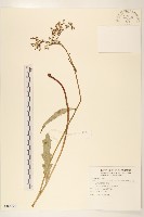 刀傷草藏品圖，第1張