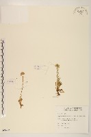 玉山飛蓬藏品圖，第1張