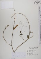 黃野百合藏品圖，第1張