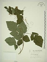 波葉山螞蝗藏品圖，第1張