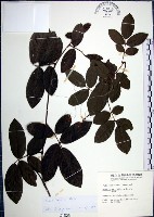 疏花魚藤藏品圖，第1張