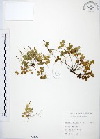 小椒草藏品圖，第1張