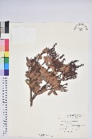 通條樹，喜馬山旌節花藏品圖，第1張