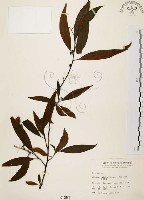 山胡椒藏品圖，第1張