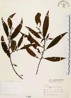 山胡椒藏品圖，第1張