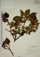 昆欄樹藏品圖，第1張