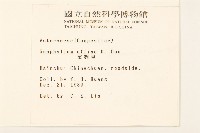 鼠麴草藏品圖，第2張