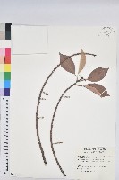 鼠麴草藏品圖，第3張