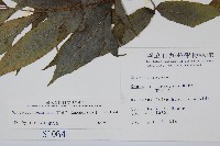 冇骨消藏品圖，第2張