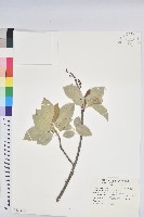 冇骨消藏品圖，第3張