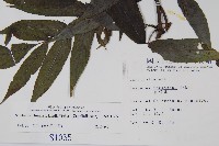 冇骨消藏品圖，第2張