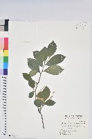 臺灣山桂花藏品圖，第1張