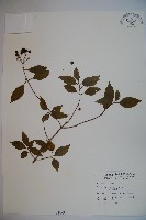 呂宋莢迷藏品圖，第1張