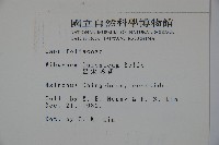 呂宋莢迷藏品圖，第2張