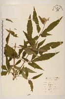 臺灣澤蘭藏品圖，第1張