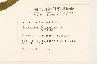 臺灣澤蘭藏品圖，第2張