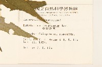 臺灣澤蘭藏品圖，第2張