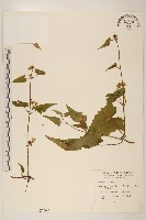 蔓澤蘭藏品圖，第1張