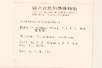 蔓澤蘭藏品圖，第2張