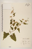 蔓澤蘭藏品圖，第1張