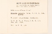 蔓澤蘭藏品圖，第2張