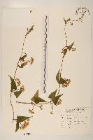 蔓澤蘭藏品圖，第1張