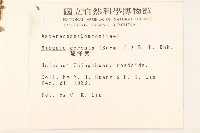 蔓澤蘭藏品圖，第2張