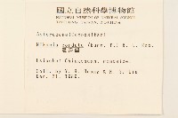 蔓澤蘭藏品圖，第2張