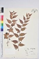 白珠樹藏品圖，第1張