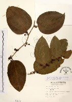 糙莖菝契藏品圖，第1張