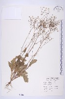 黃鵪菜藏品圖，第1張