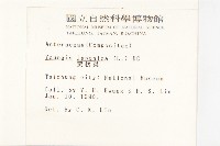 黃鵪菜藏品圖，第2張