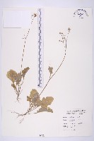 黃鵪菜藏品圖，第1張