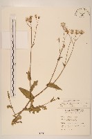 紫背草藏品圖，第1張