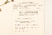 紫背草藏品圖，第2張