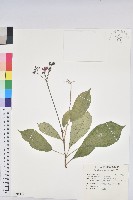 紫背草藏品圖，第3張