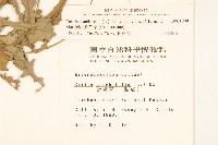 紫背草藏品圖，第2張