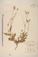 紫背草藏品圖，第1張