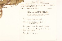 紫背草藏品圖，第2張