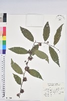 紫背草藏品圖，第3張