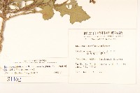 紫背草藏品圖，第2張