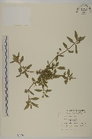 鱧腸藏品圖，第1張