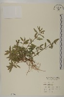 鱧腸藏品圖，第1張