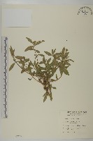 鱧腸藏品圖，第1張