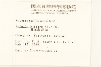 雙花蟛蜞菊藏品圖，第2張