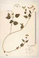 雙花蟛蜞菊藏品圖，第1張