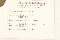 雙花蟛蜞菊藏品圖，第2張