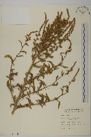 臭杏、土荊芥藏品圖，第1張